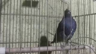 Download lagu BURUNG ANIS SIBERIA JANTAN  |  SUARA BURUNG ANIS SIBERIA mp3