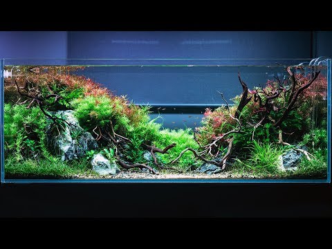 FILIPE OLIVEIRA AQUASCAPE - 3 MONTHS OLD - 4K CINEMATIC BY GREEN AQUA