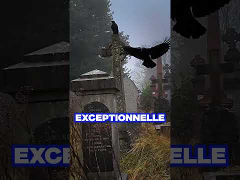 😨 Pourquoi il ne faut jamais nourrir un corbeau par hasard ?