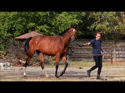 filly *2019 Cayenne ST by Casallco