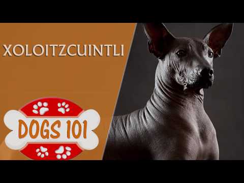 Dogs 101 - XOLOITZCUINTLI- Top Dog Facts About the Xoloitzcuintli