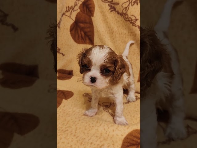 Cavalier King Charles cachorro en venta