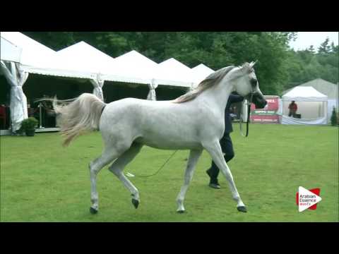 Bruges 2016 - Class 105