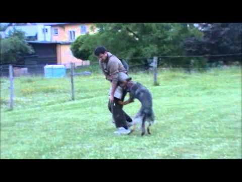 Chester z Jukasu - protection - 13,5 months