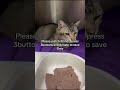 Grey Is Fighting So Hard But Today The Vet Told Us Has Caught A Bad Flu Cat Cute Pets Anime