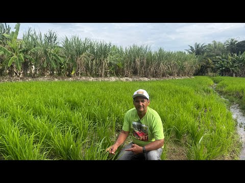 Hoje eu lembrei do tempo que eu era plantado de arroz. Vejam o vídeo 