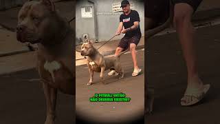 O PITBULL DEVERIA EXISTIR? O DEBATE ESQUENTOU! #shorts #richardrasmussen