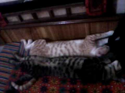 Best bayan of this molana(2)