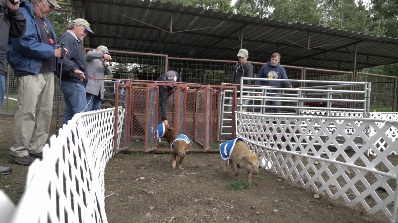 Pig Racing | Alaska State Fair | Training Camp