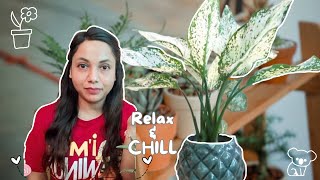 plant this Snow White aglaonema with me | *Relax & Chill*