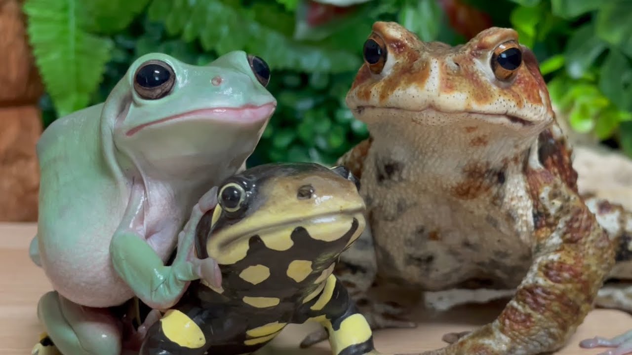 Fake or Real (Frog and Toad)