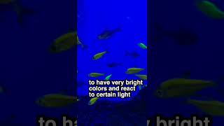 Do gloFish really glow in the dark? by  Challenge the Wild
