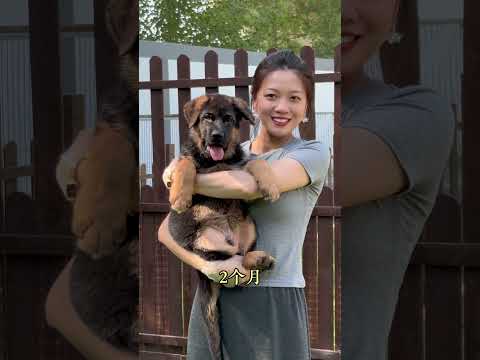 From cuddly puppies to majestic, powerful German Shepherds! Show-quality German Shepherds. You