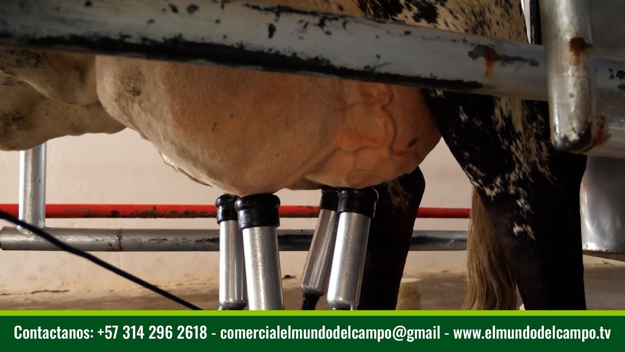 Manejo sanitario en la produccion lechera Laboratorios Servinsumos