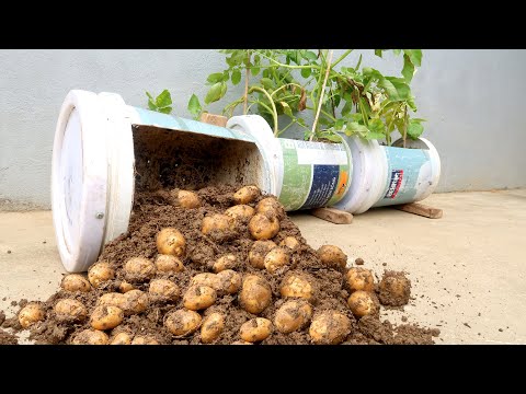 , title : 'Unexpectedly, Growing potatoes at home is so easy, so many tubers'