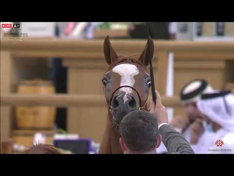 N 146 IJLAAL AL SHAQAB   23rd Qatar National Arabian Horse Show   Yearling Fillies Class 3A