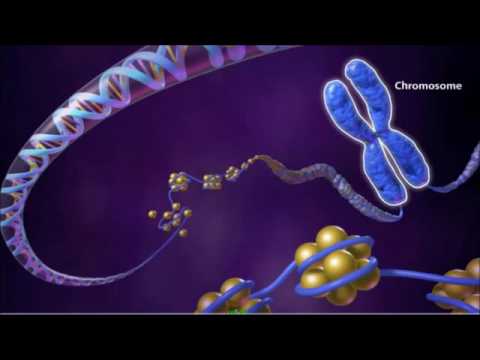 What are 3 characteristics of interphase?