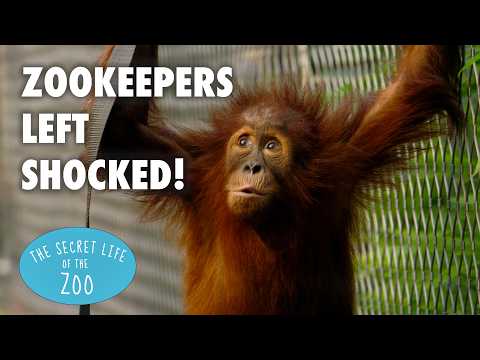 Orangutan Baby Shocks Zookeepers | The Secret Life of the Zoo | Full Episodes Compilation