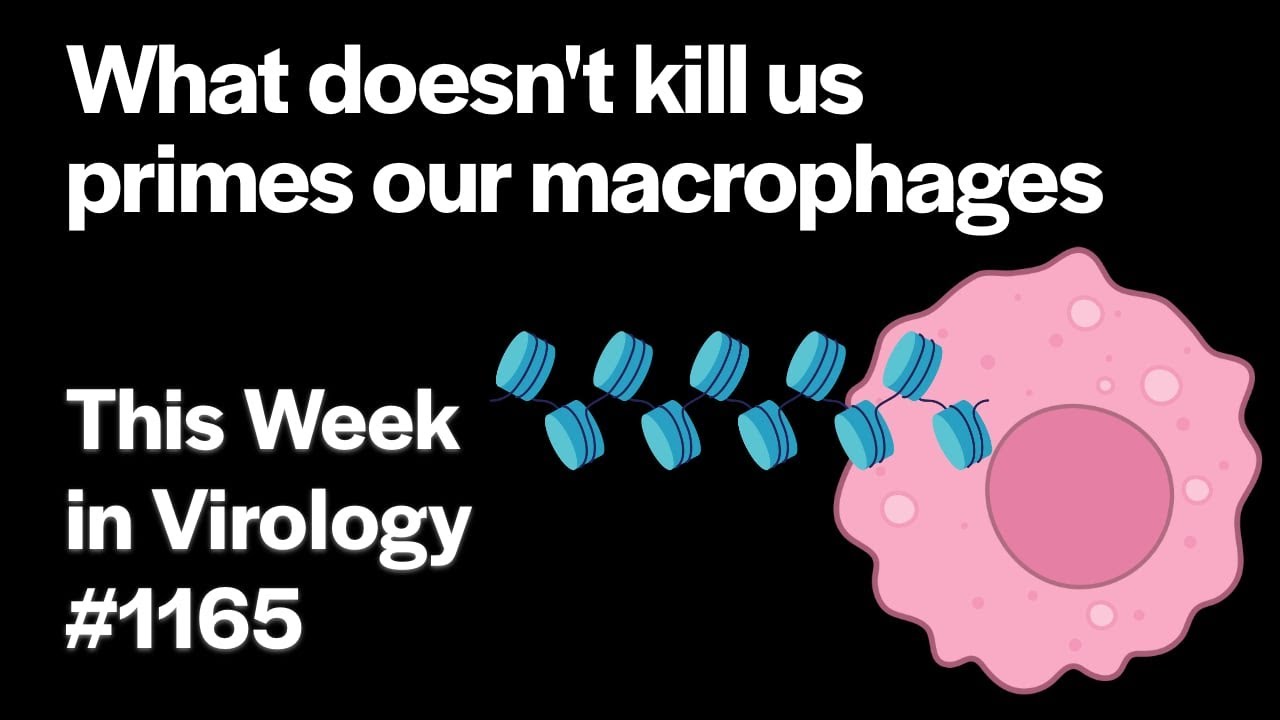 TWiV 1165: What doesn't kill us primes our macrophages