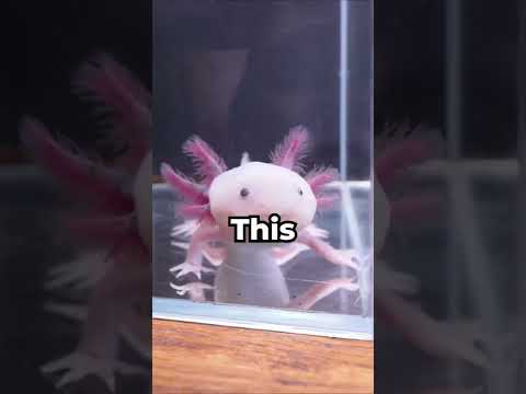 Loved Axolotl v. Neglected Axolotl 🥺