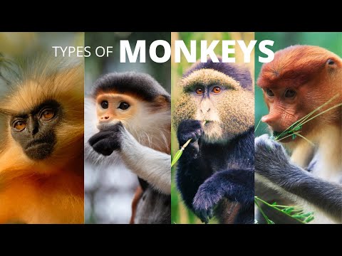 30 Types of Monkeys for Kids | Learn the Names of Monkey Species for Kindergarten and Toddlers