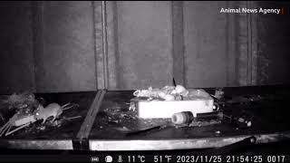 Mouse filmed tidying up man's shed every night