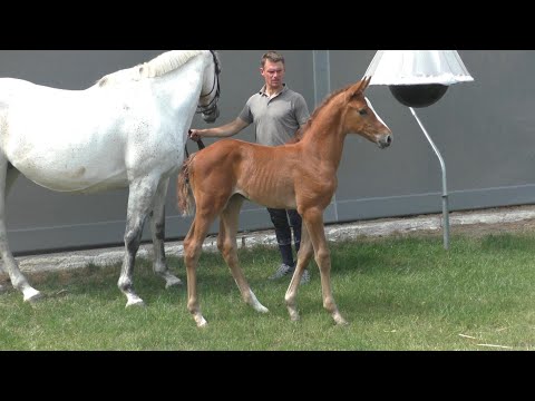 STUTFOHLEN *22.05.2020 v. GEPSOM - CARLOS DZ