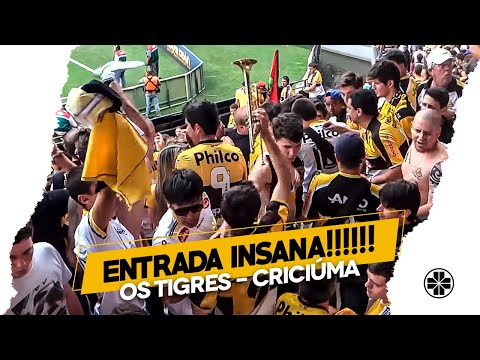 "Os Tigres | Entrada da banda - Criciúma 1 x 0 São Paulo" Barra: Os Tigres &bull; Club: Criciúma &bull; País: Brasil