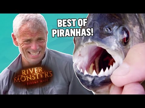 O Melhor das PIRANHAS! (Parte 1) | COMPILAÇÃO | Monstros do Rio