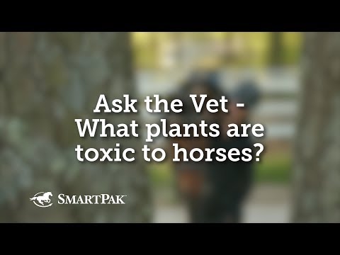 YouTube video about: Are willow trees poisonous to horses?