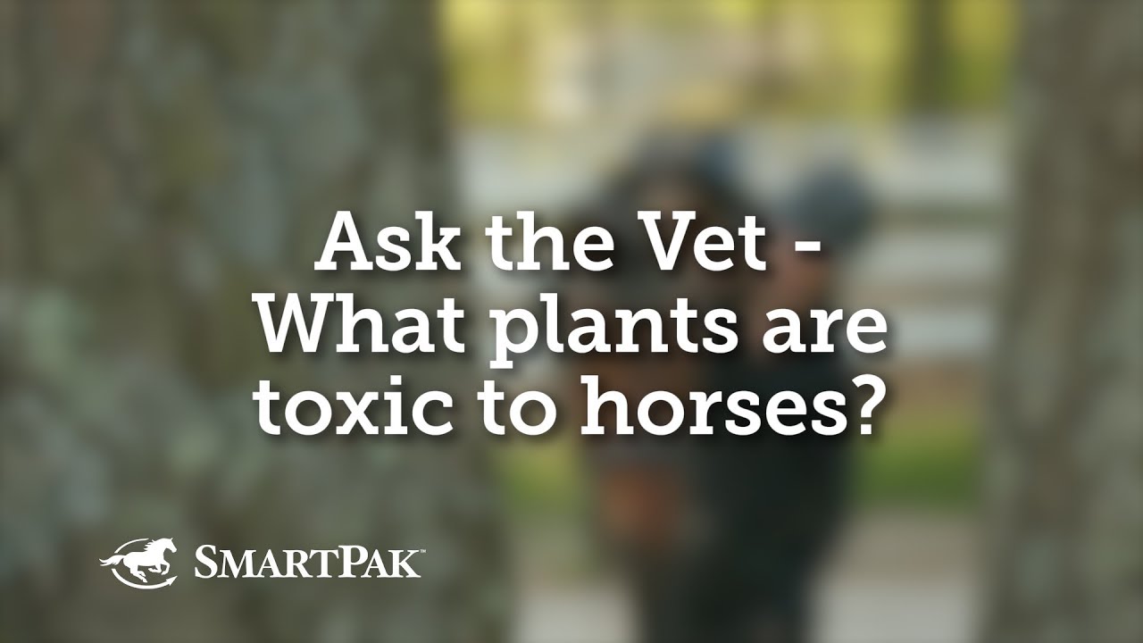 Which Australian trees are poisonous to horses? Tipseri