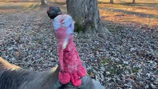 3 Minutes Face to Face With A Turkey