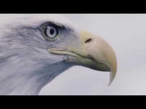 Gücüne Güç Katmaya Geldik Beşiktaş Official Video