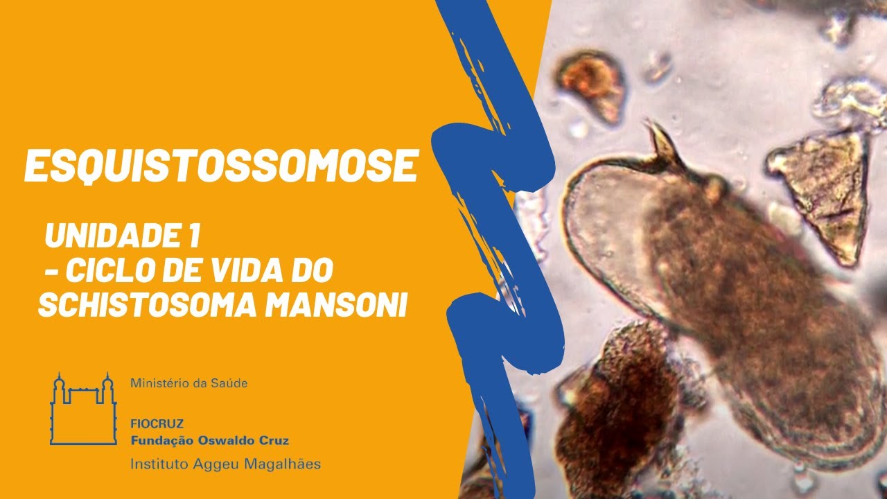 Esquistossomose - Unidade 1 - Ciclo de Vida do Schistosoma mansoni (Produção IAM/Fiocruz-PE)