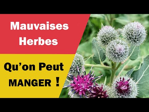 , title : 'Des Mauvaises Herbes Qu'on Peut Manger !'