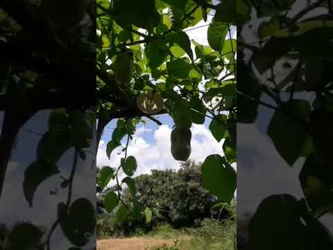 las ventajas de vivir en el campo, El Refugio El salvador Ahuachapán