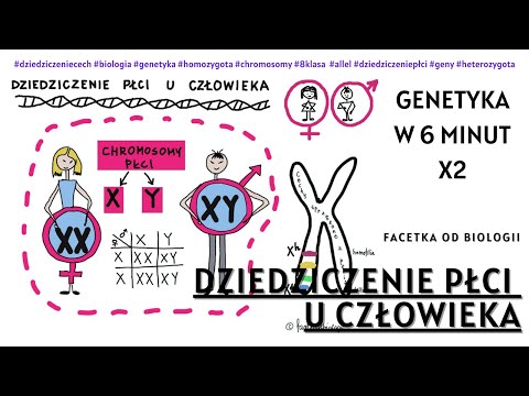 Inheritance of sex in humans | Sex-linked genes | Hemophilia color blindness | Genetics | Crosswo...
