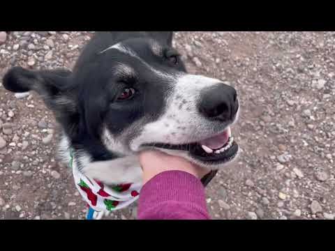 Pepper, an adoptable Husky & Border Collie Mix in Williamsburg, NM_image-1