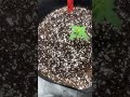 First grow ever episode 2: Big Bud, amnesia, gorilla glue,Northern lights. Fecida 1000w and 600w