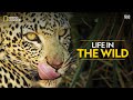 Life in the Wild | Savage Kingdom | हिन्दी | Full Episode | S3-E6 | National Geographic