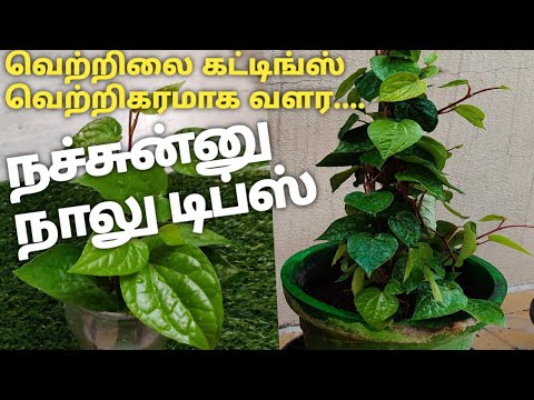 Betel leaf plant propagation ll வெற்றிலை வளர்ப்பு சின்ன கட்டிங் போதும் பதினைந்து நாளில் பதியன் ரெடி.