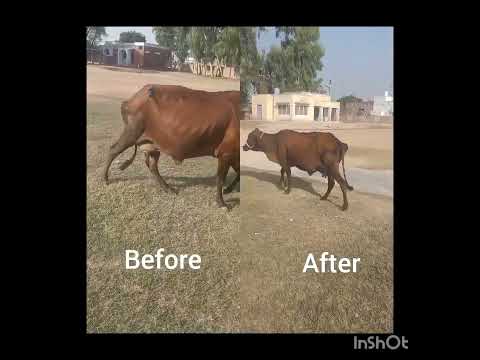 MPD (سرن) #vetsurgeon #dairyfarm #dairyfarming #veterinary