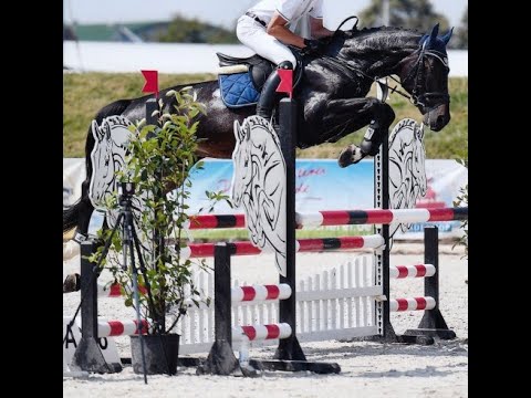 2016 licensed Hanoverian stallion by KANNAN www.sporthorses-online.com