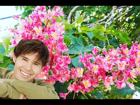 Aesculus hippocastanum x pavia, Red Horse Chestnut care