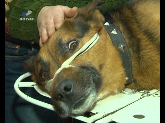 Раненую собаку бросили умирать