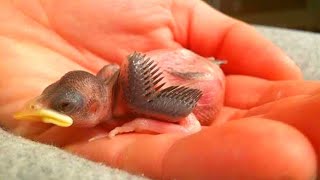 After Her Brother Found This Defenseless Baby Bird, How She Took It Under Her Wing Is Heartwarming