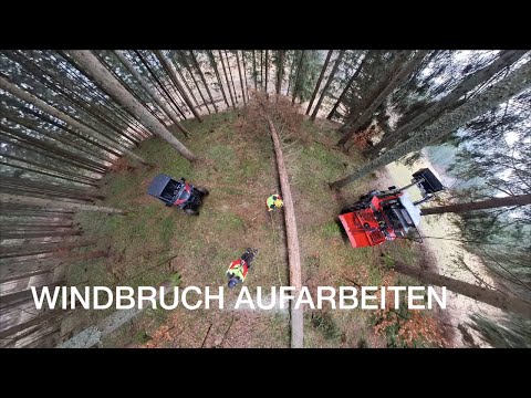 Käferbaum & Windbruch aufarbeiten | Lindner Lintrac 75 LS | Husqvarna 550 XP