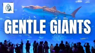 Discover The Wonders Of Churaumi Aquarium In Okinawa, Japan!