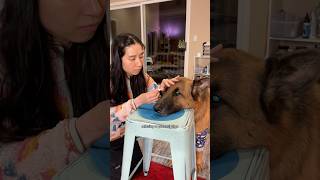 Evening routine for Soup Baby with the help of @Chewy Pharmacy #ChewyPartner