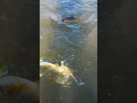 X2 Río Tercero Cba 🎣♻️ #shorts #pescaydevolucion #pesca #pescaurbana #lineadepesca #dorados #fishing